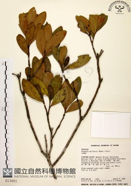 大頭茶藏品圖，第1張