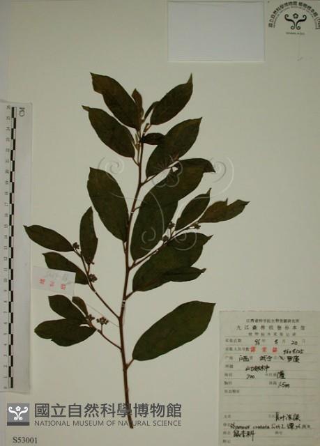 鈍齒鼠李藏品圖，第1張