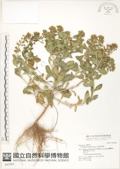 Accession Number:S043001 Collection Image