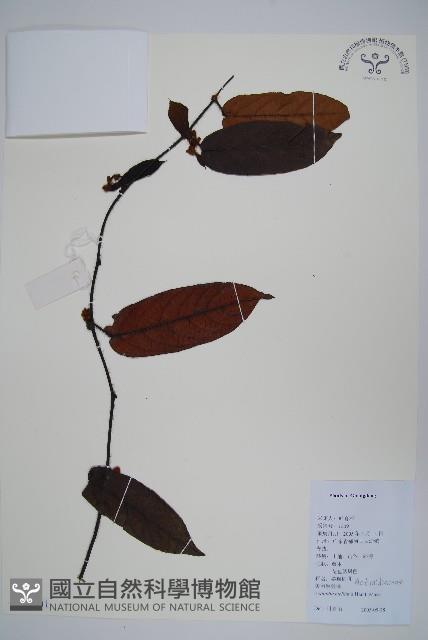 美麗獼猴桃藏品圖，第1張