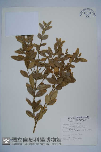 臺灣黃楊藏品圖，第1張