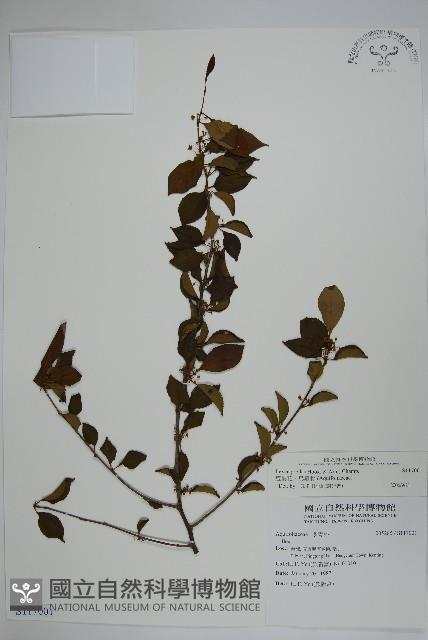 燈稱花、烏雞骨藏品圖，第1張