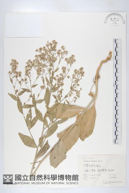 寬葉獨行菜藏品圖，第1張