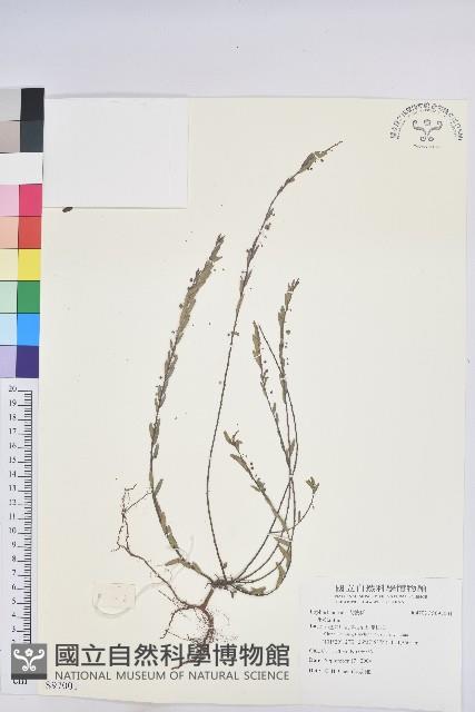 登錄號:S097001藏品圖，第1張