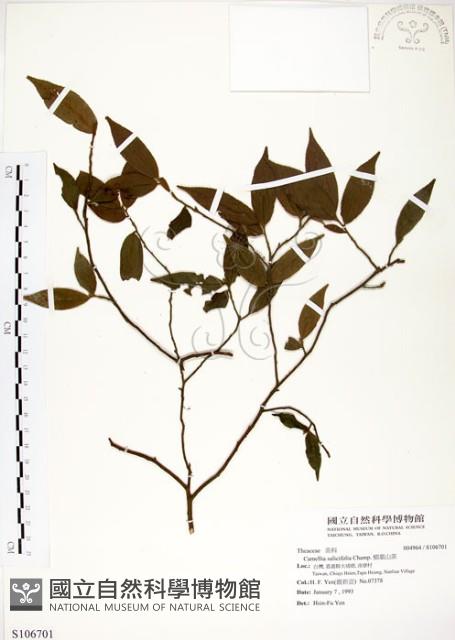 柳葉山茶藏品圖，第1張