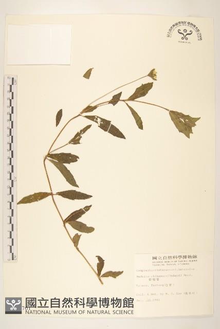 蟛蜞菊藏品圖，第1張