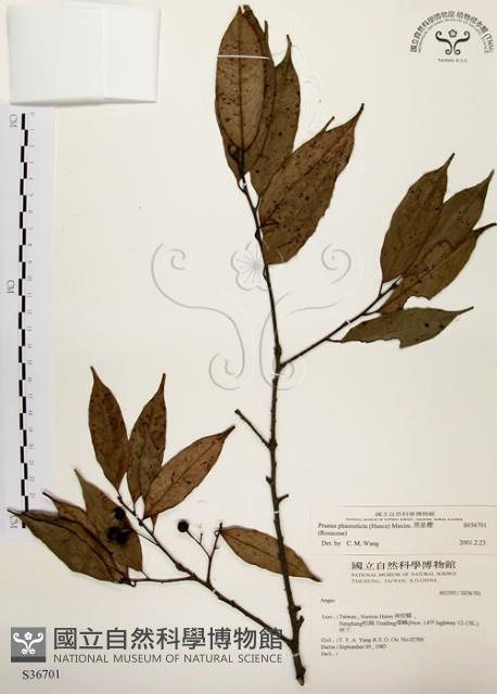 墨點櫻桃、黑星櫻藏品圖，第1張