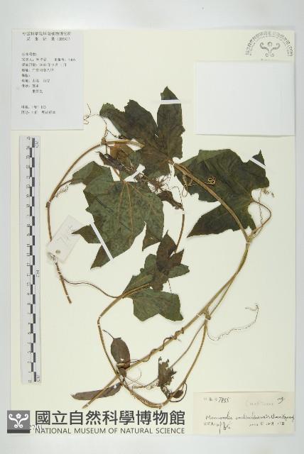 木鱉子藏品圖，第1張