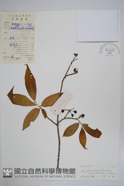 細基丸藏品圖，第1張