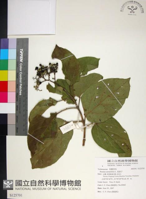 臭娘子藏品圖，第1張