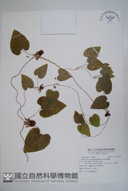 大花金錢豹藏品圖，第1張