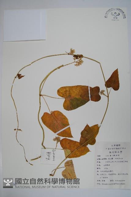 蘿藦藏品圖，第1張