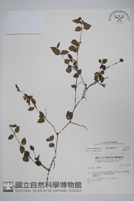 蘆利草藏品圖，第1張