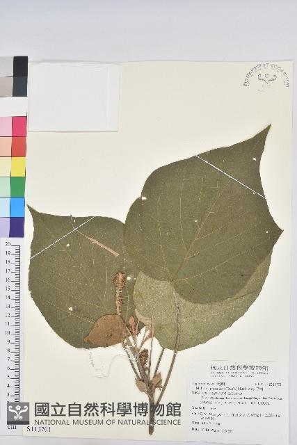 野桐藏品圖，第1張