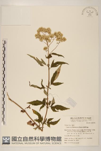 臺灣澤蘭藏品圖，第1張