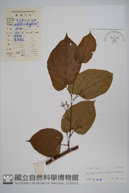 八角楓藏品圖，第1張