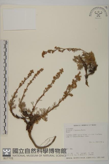 高山艾藏品圖，第1張