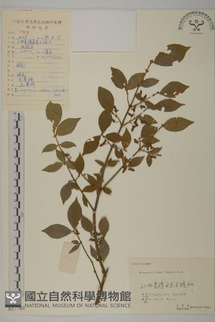 衛矛藏品圖，第1張