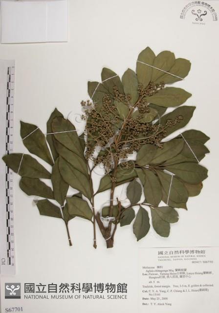 蘭嶼樹蘭藏品圖，第1張