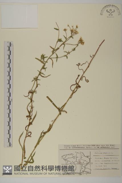 珠蓍藏品圖，第1張