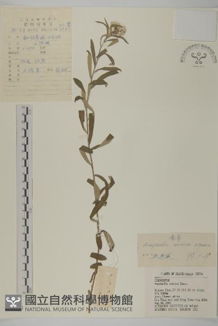 香青藏品圖，第1張