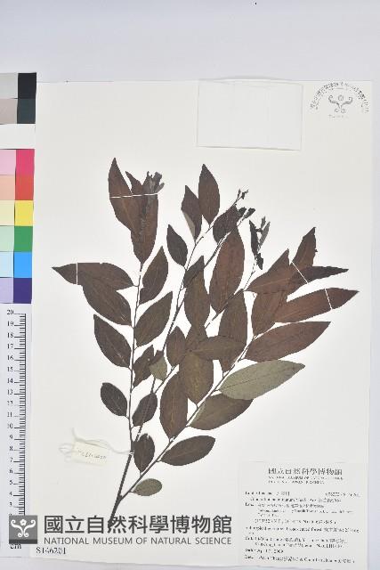 裡白饅頭果藏品圖，第1張