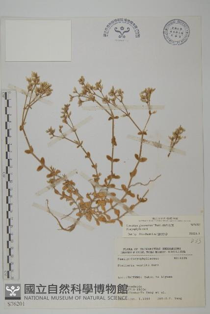 球序卷耳藏品圖，第1張