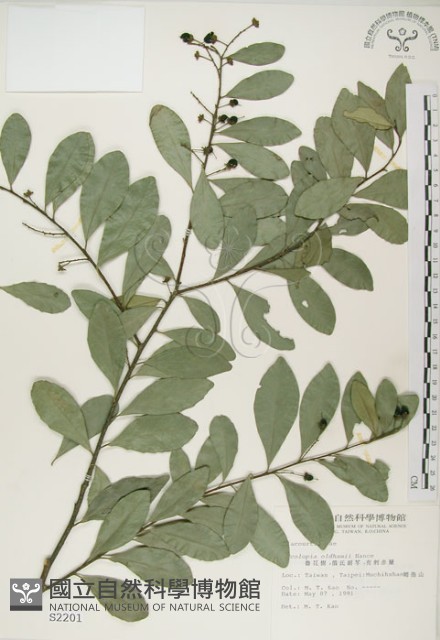 魯花樹藏品圖，第1張