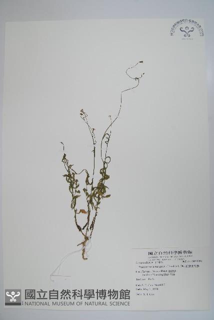 細葉蘭花參藏品圖，第1張