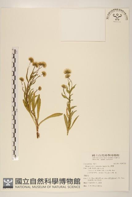 玉山飛蓬藏品圖，第1張