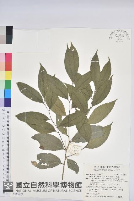 交力坪鐵色藏品圖，第1張