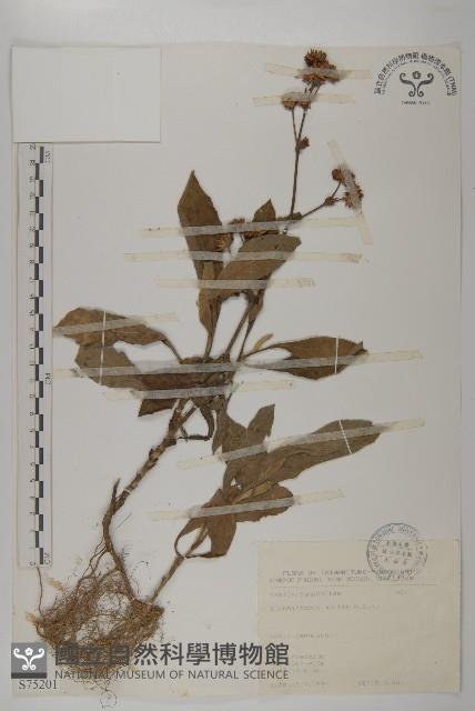 地膽草、毛蓮菜藏品圖，第1張