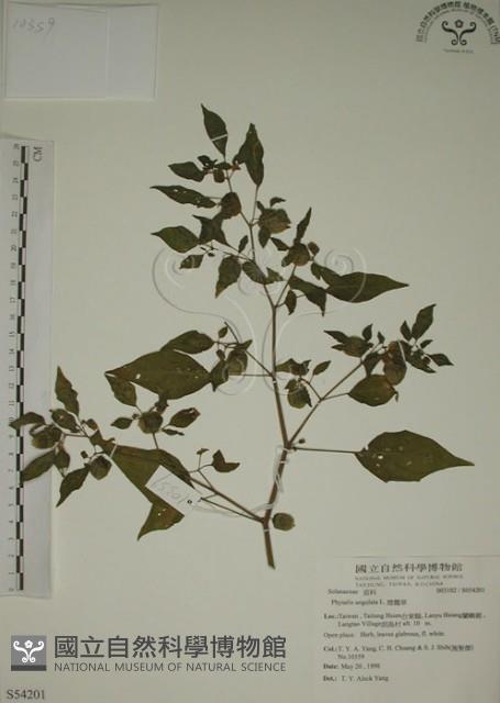 燈籠草藏品圖，第1張