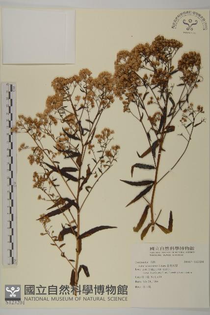 臺灣馬蘭藏品圖，第1張