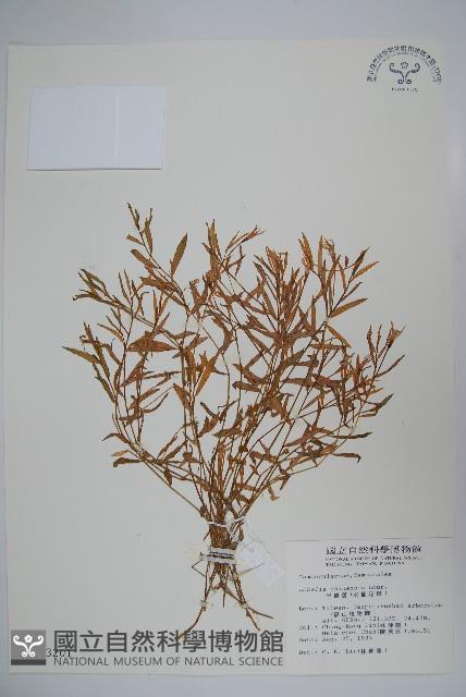 半邊蓮、鐮磨仔草藏品圖，第1張