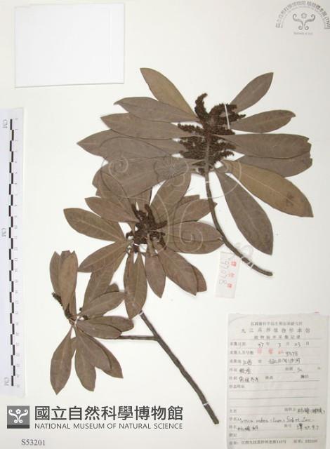 楊梅藏品圖，第1張