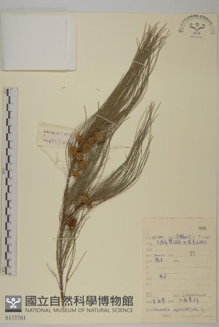 木麻黃藏品圖，第1張