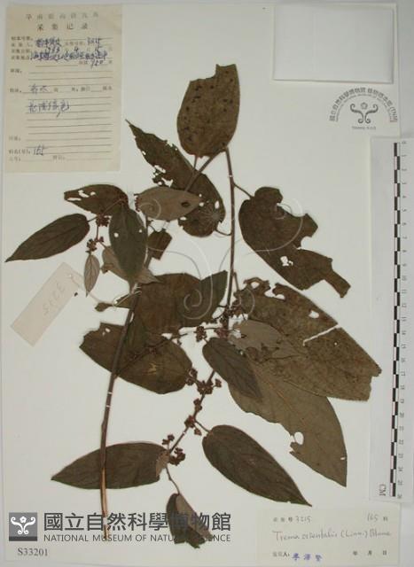 山黃麻藏品圖，第1張