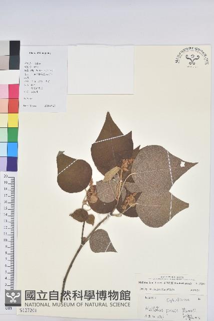 東南野桐藏品圖，第1張