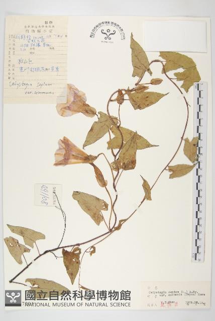 寬葉打碗花藏品圖，第1張