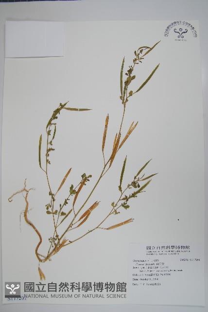 向天黃藏品圖，第1張