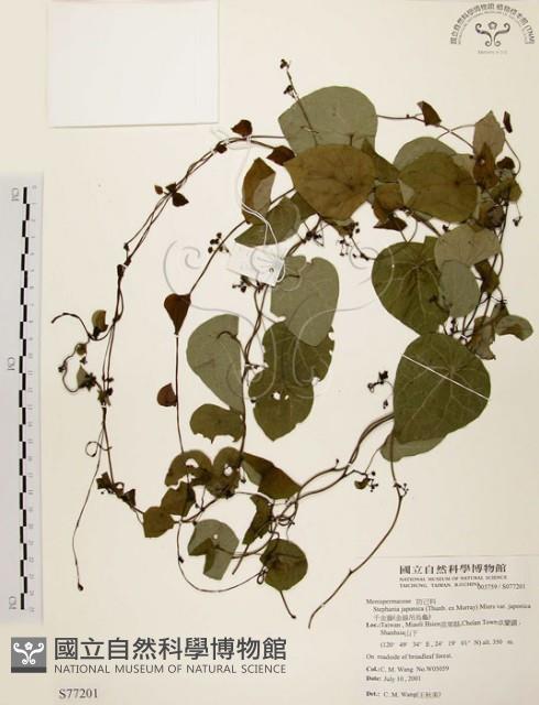 千金藤、金線吊烏龜藏品圖，第1張