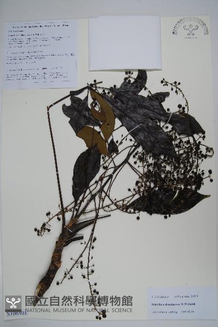 登錄號:S106401藏品圖，第1張