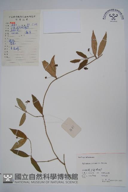 貴州娃兒藤藏品圖，第1張