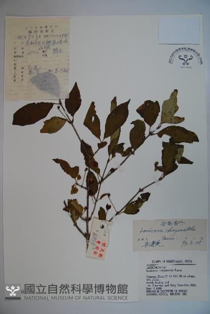 金花忍冬藏品圖，第1張