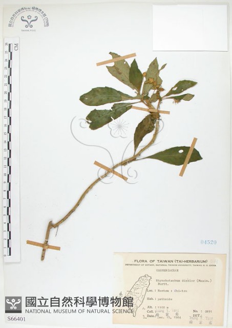 同蕊草、異色線柱苣苔藏品圖，第1張