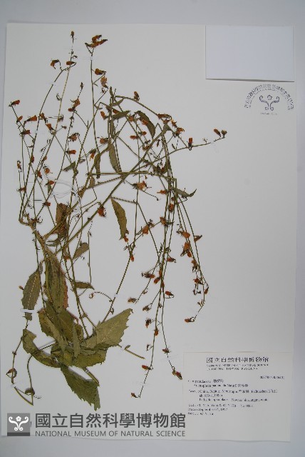 紫沙參藏品圖，第1張