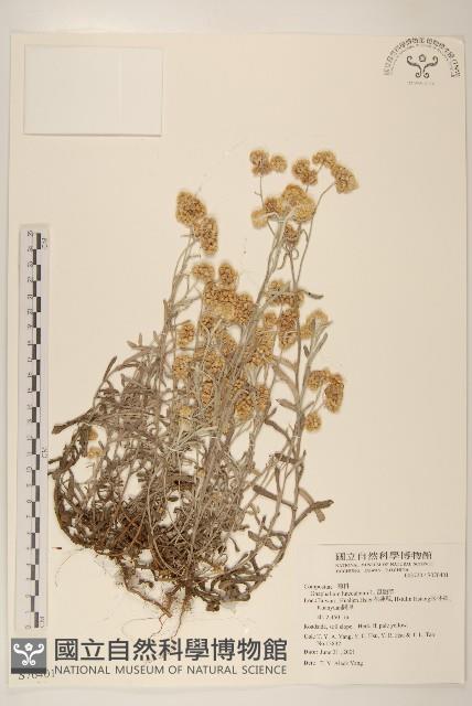 絲綿草藏品圖，第1張