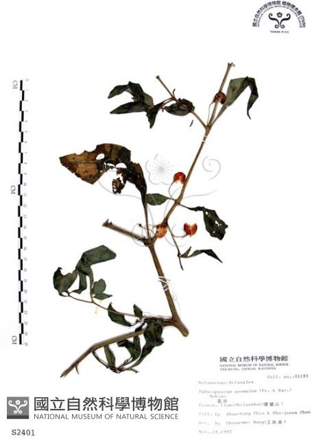 龍珠藏品圖，第1張