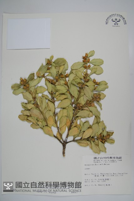 琉球黃楊藏品圖，第1張